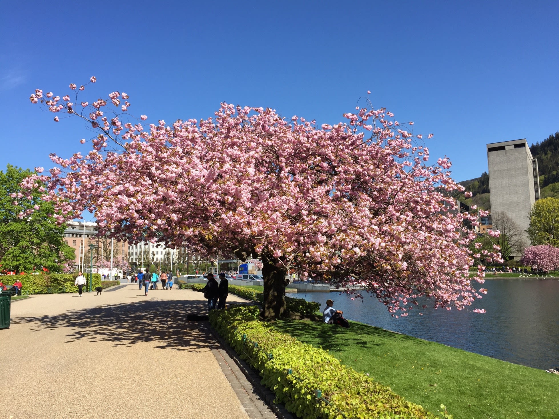 Spring again in Bergen|Endelig vår i Bergen