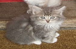 New kitten in the house|Ny kattepus i hus IMG_4633