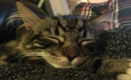 Findus finally on the lap|Endelig roer Findus seg på fanget Katt Cat