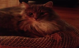 Cat in a bag|Katten i sekken Katten Rolf