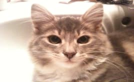 Our cat Rolf|Katten vår Rolf IMG_5014