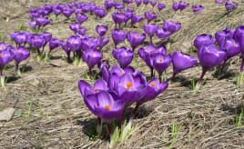 Signs of spring|Spor av vår purple-crocus