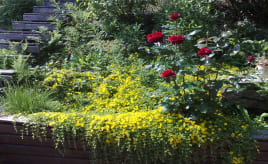 Good morning garden|God morgen hage 106072008162