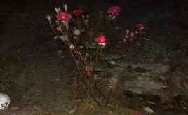 November roses|November-roser 101120091988