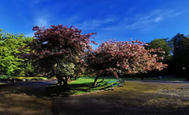 Våren er her bilde av tre med blomster på i nygårdsparken