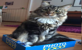 If it fits, I sits|Om den passer, setter jeg meg Findus cat