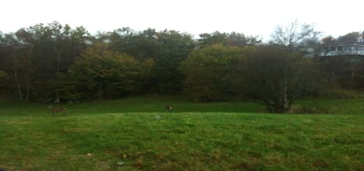 hjort monsamarken tertnes