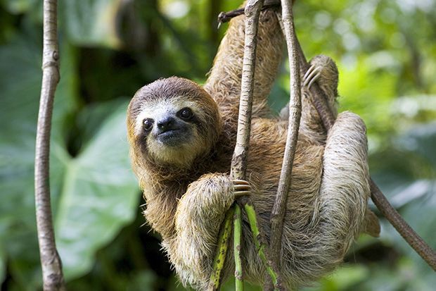 Picture of a sloth in a rain forrest