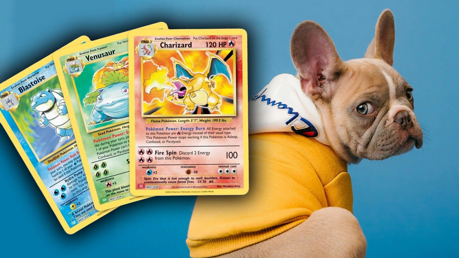 Cachorro de Bulldog Francés junto a cartas de Pokémon en una convención