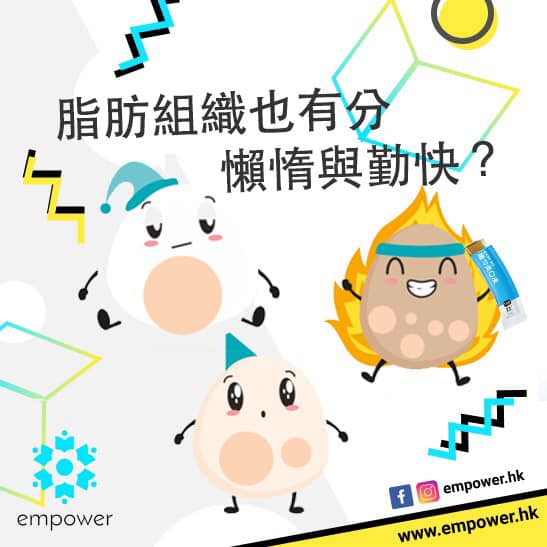 脂肪組織也有分懶惰與勤快?