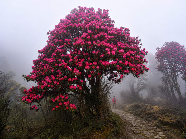Versey Trek in Sikkim
