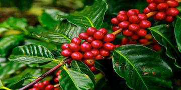 CoffeeBerry – Bảo vật trong mùa Covid từ thiên nhiên