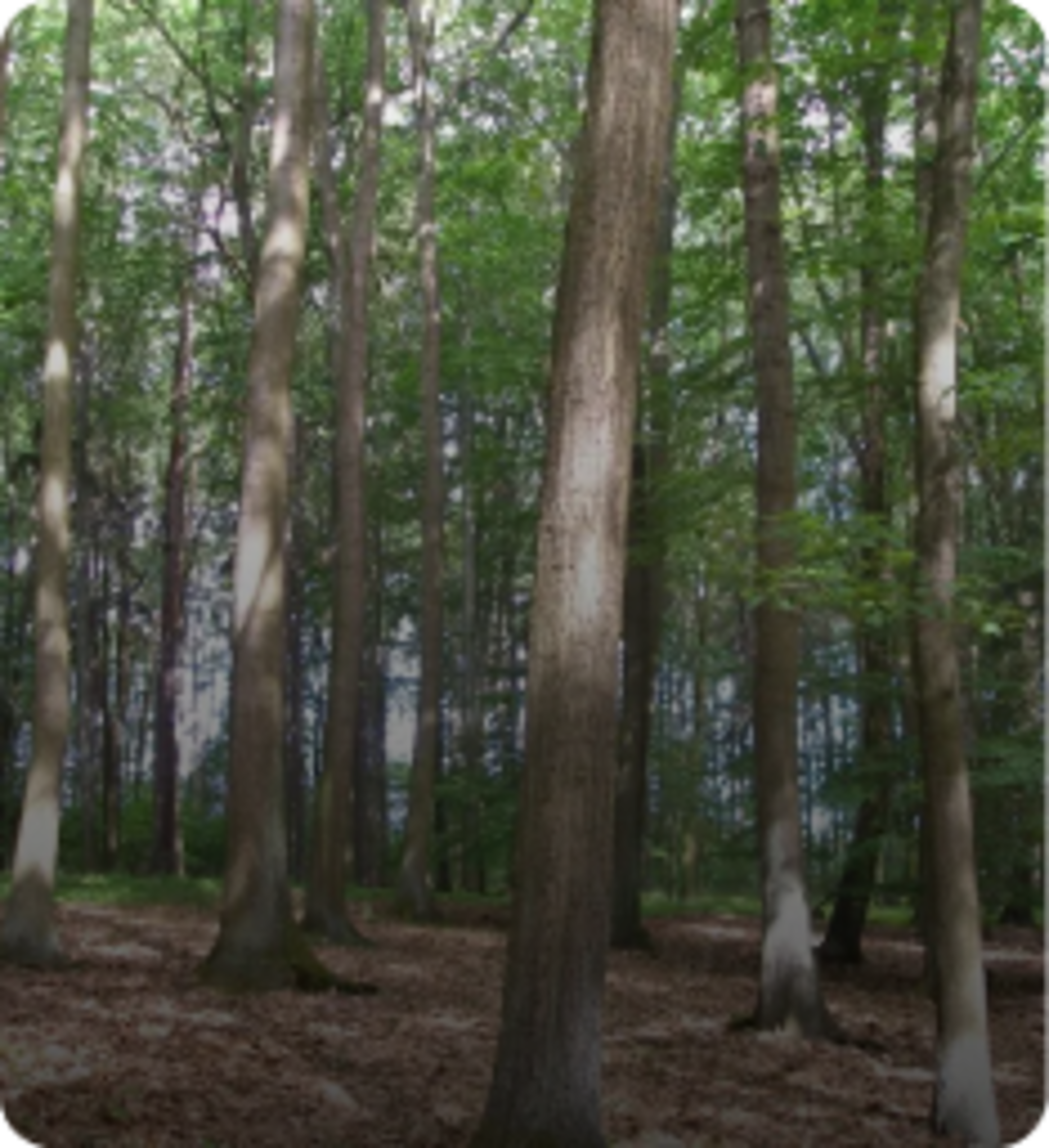 400+ Oaktrees
