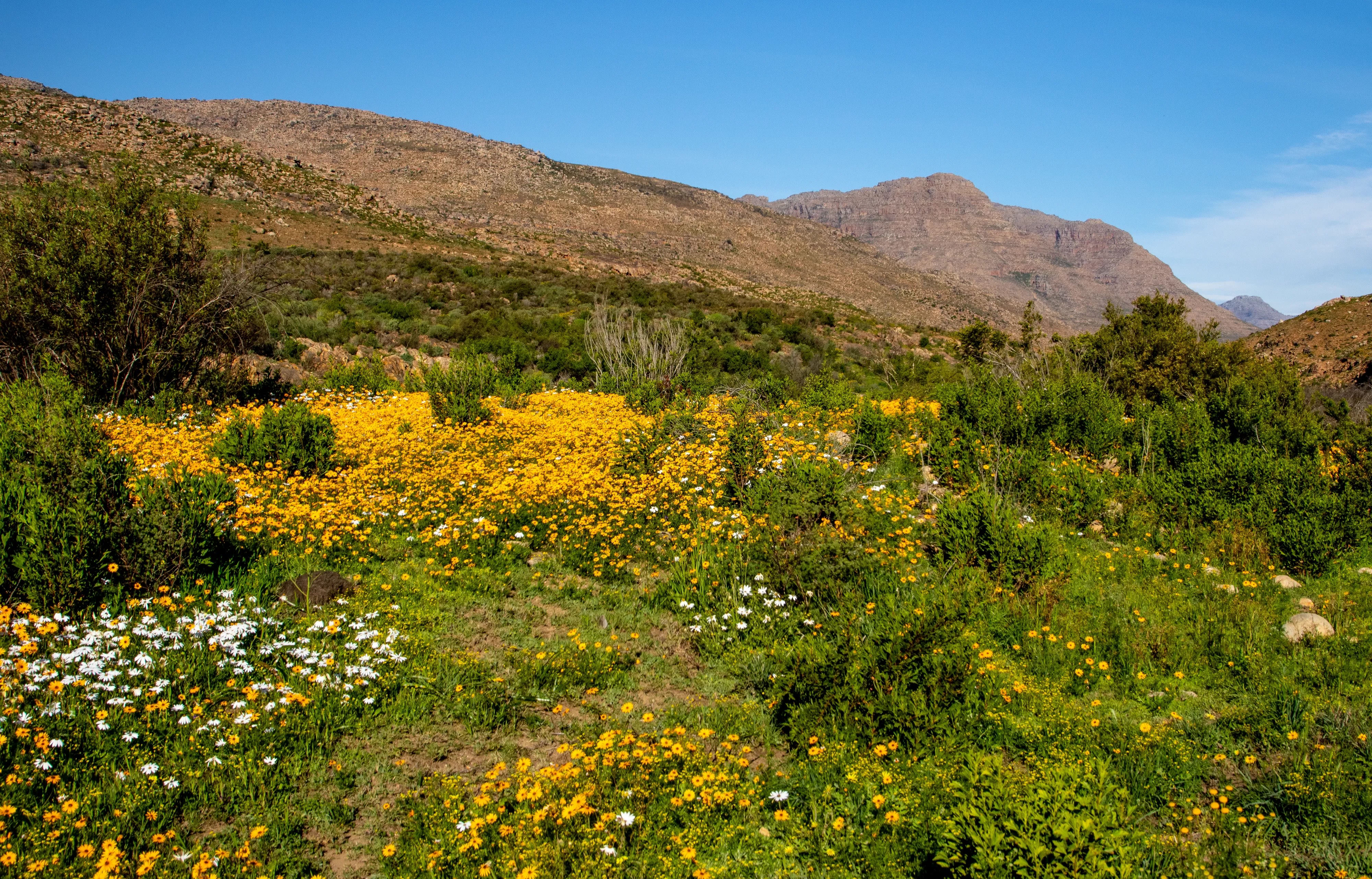 Cederberg wildflowers October Western Cape