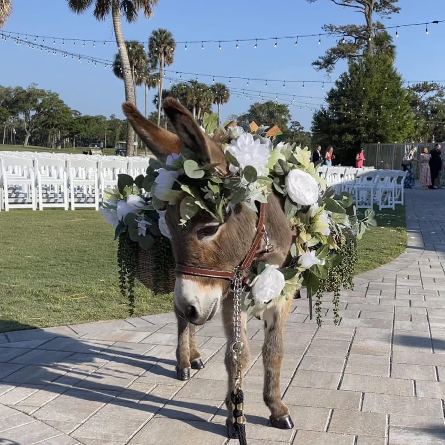 Palm Valley Pony Parties & Beverage Burro