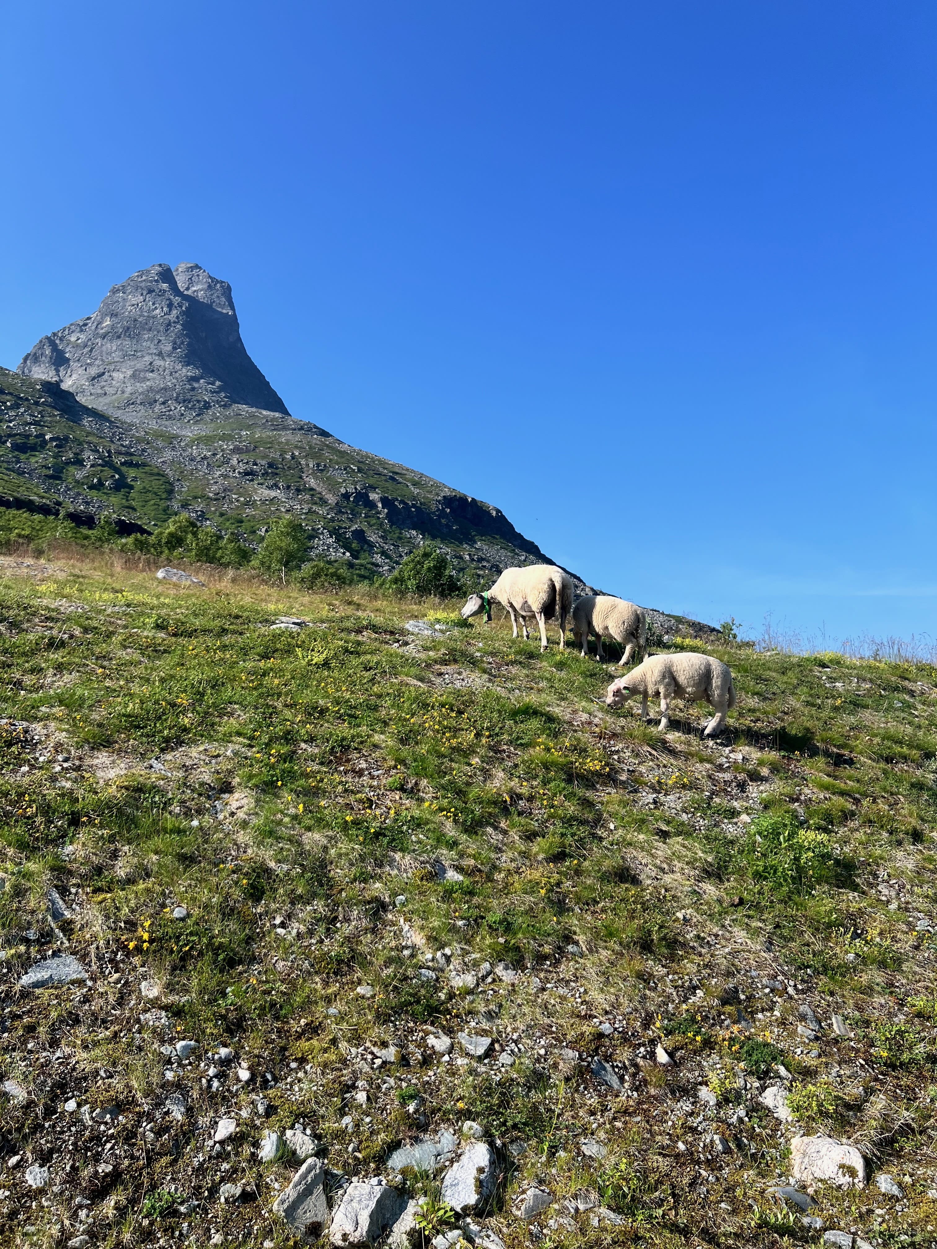 Får längs vägen