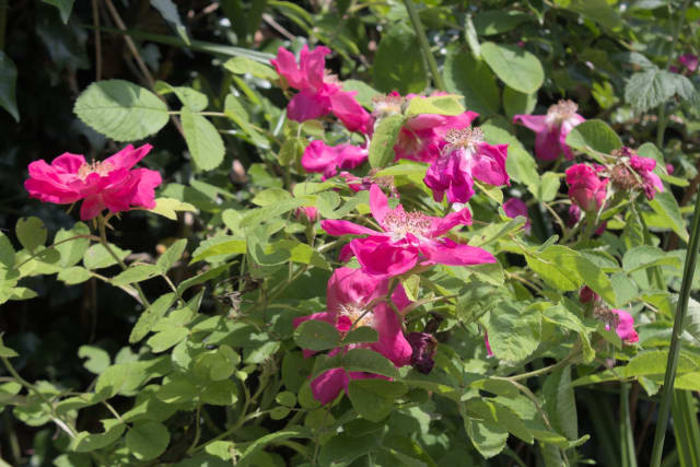 Æblerose — Rosa rubiginosa
