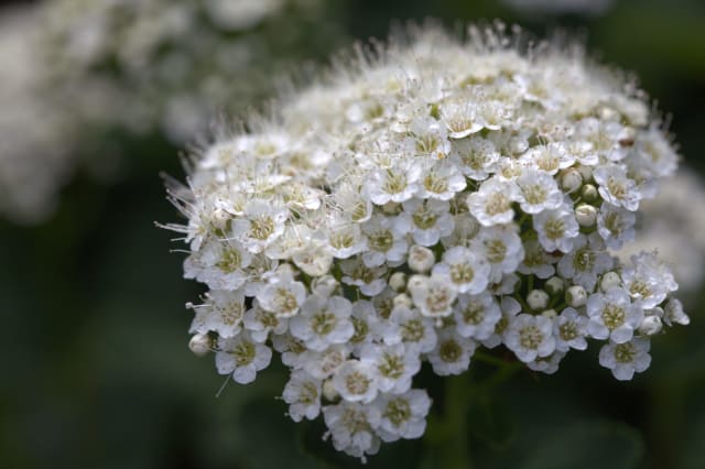 Spiræa 'Tor' — Spiraea betulifolia 'Tor'