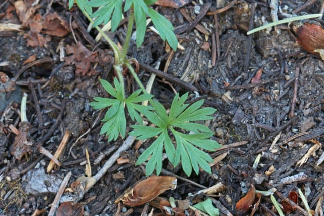 Fligbladet Anemone