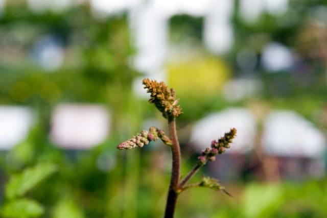Astilbe 'Straussenfeder' (Strudsefjer)