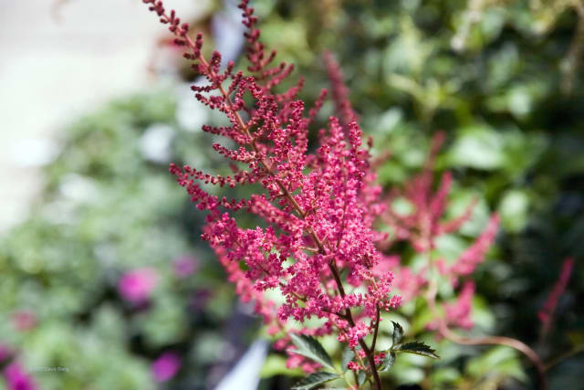 Astilbe Arendsii 'Fanal'