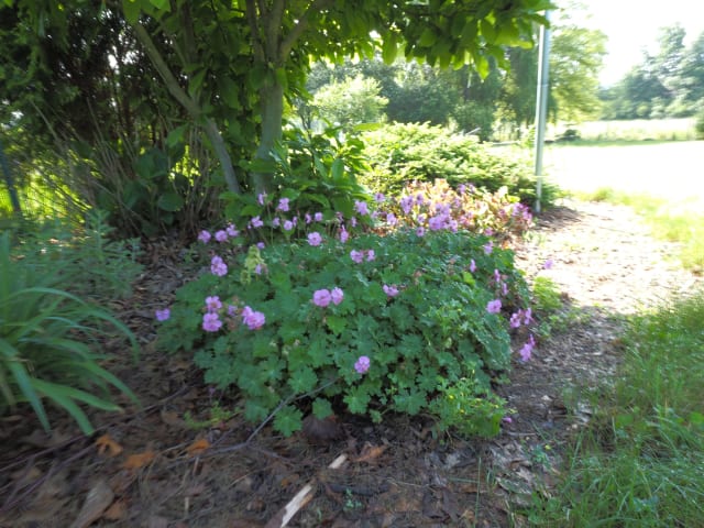 Storkenæb 'Karmina' — Geranium cantabrigiense 'Karmina'