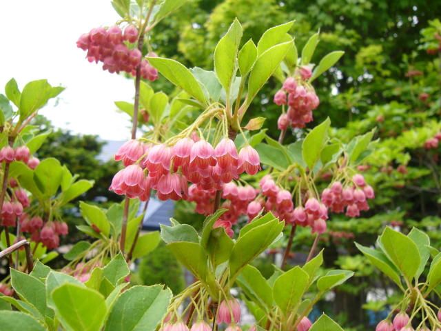 Rødåret Klokkeenkianthus