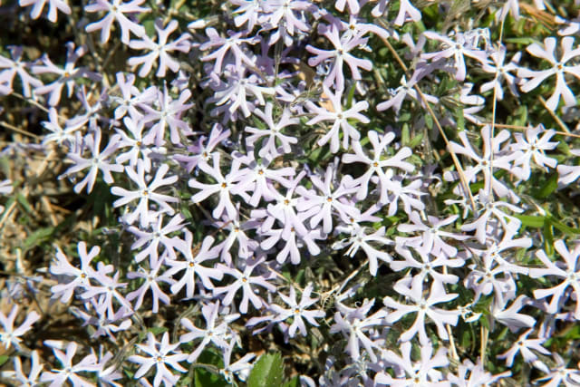 Sandflox — Phlox bifida