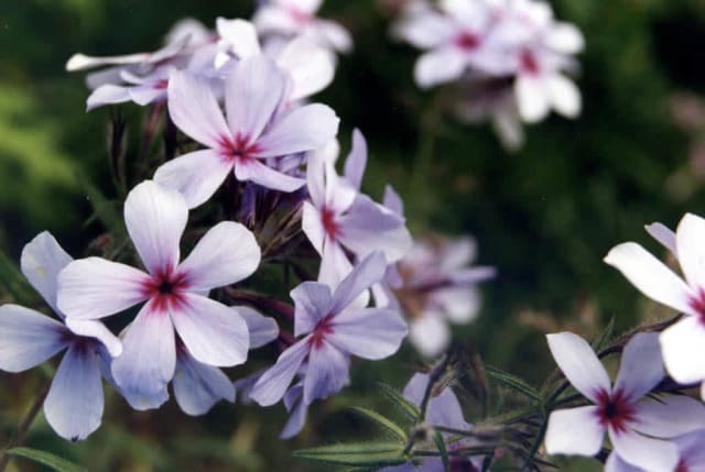 Skovflox subsp. Laphamii — Phlox divaricata subsp. laphamii