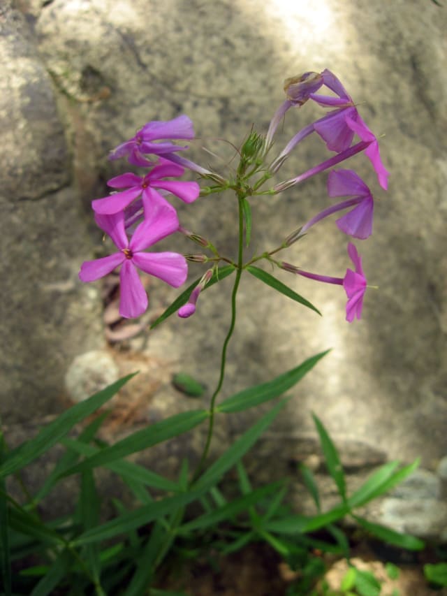 Glat Flox