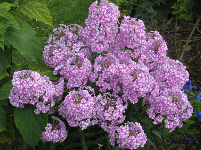 Plettet Flox