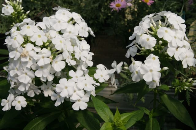 Herbstflox 'David' — Phlox paniculata 'David'