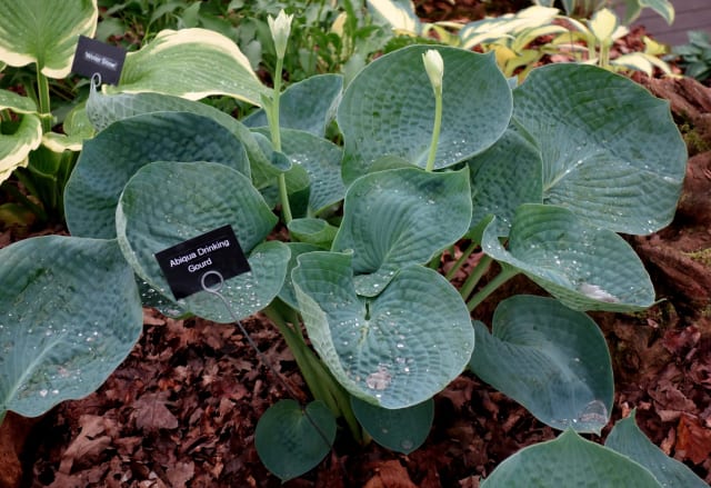 Hosta 'Abiqua Drinking Gourd'
