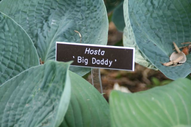 Hosta 'Big Daddy'