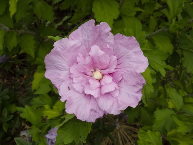 Syrisk Rose 'Notwoodone' Lavender Chiffon