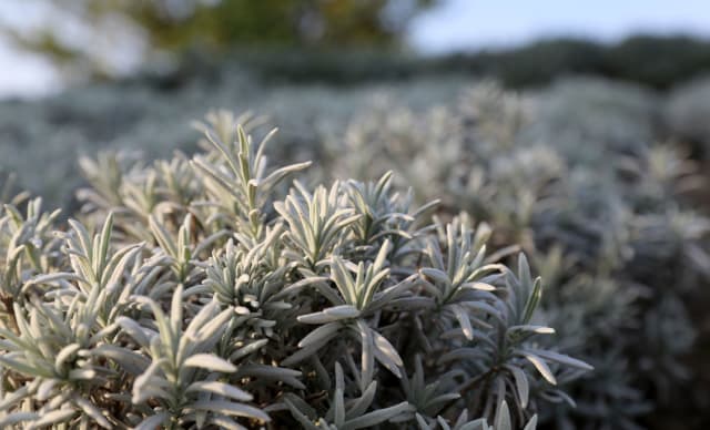 Lavendel 'Silver Frost'