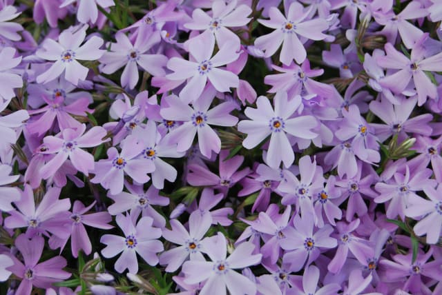 Mosflox 'Bedazzled Lavender' — Phlox subulata 'Bedazzled Lavender'