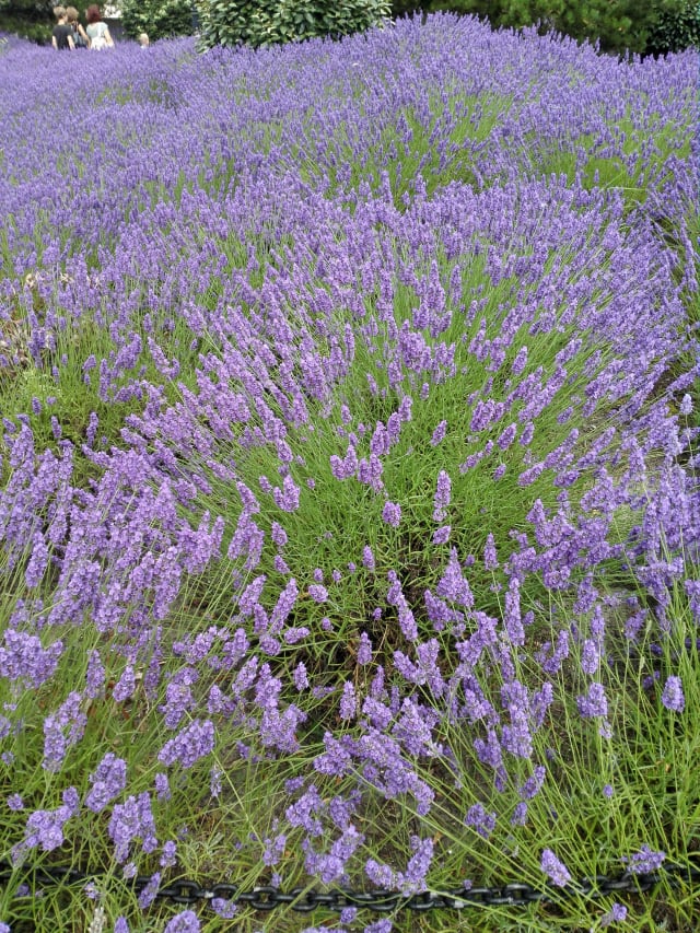Lavendel 'Niko' Phenomenal