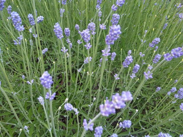 Engelsk Lavendel — Lavandula angustifolia