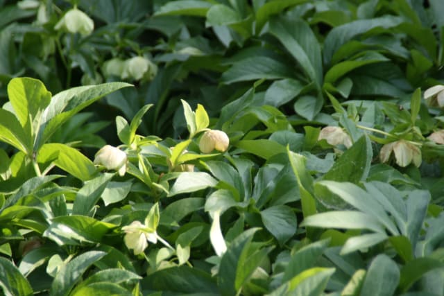 Stinkende Nyserod 'Piccadilly'