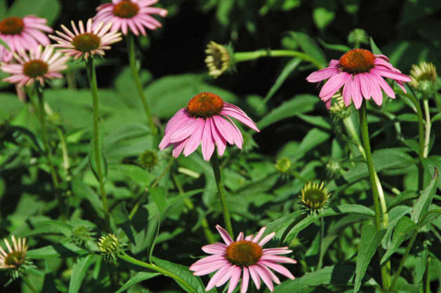 Solhat 'Leuchtstern' Bright Star