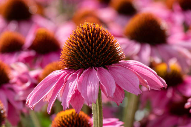 Solhat Kismet Raspberry — Echinacea KISMET RASPBERRY