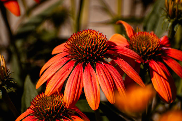 Solhat 'TNECHKIO' Kismet Intense Orange — Echinacea 'TNECHKIO' KISMET INTENSE ORANGE