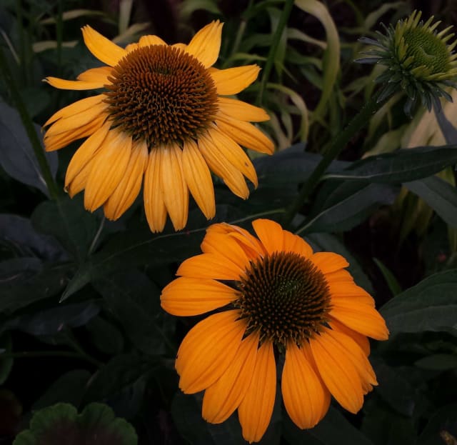 Solhat 'Tiki Torch' — Echinacea 'Tiki Torch'