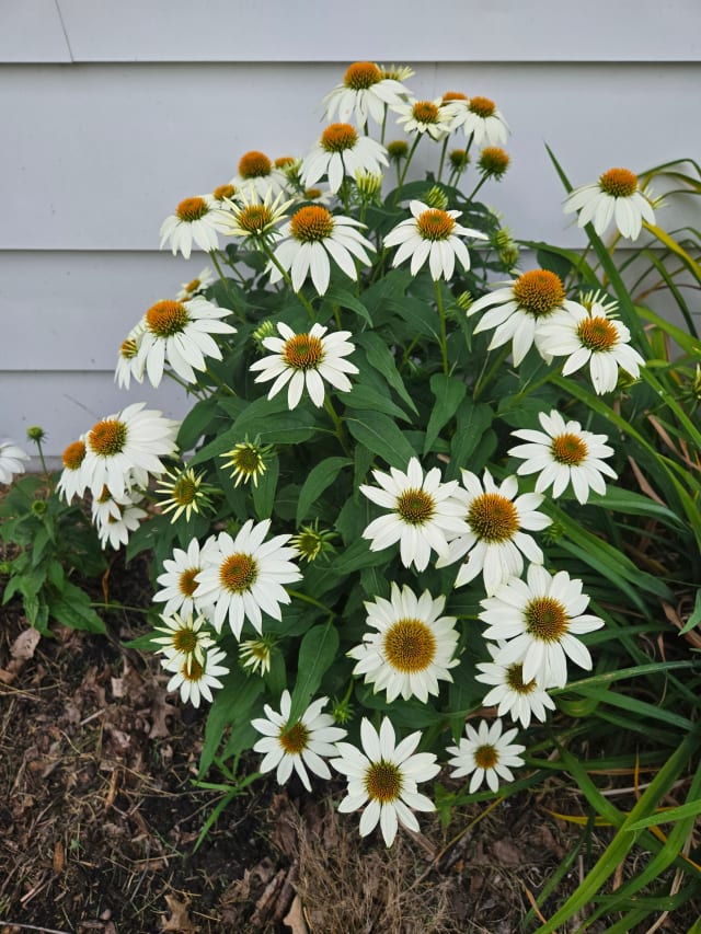 Solhat 'The Price is White' — Echinacea 'The Price is White'