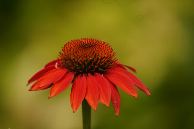 Solhat 'Tanager' — Echinacea 'Tanager'