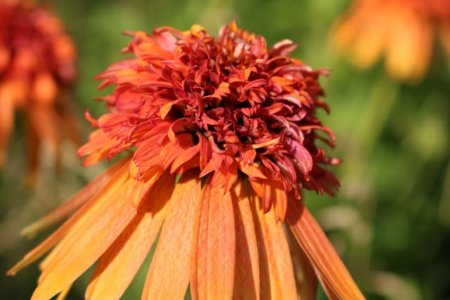 Solhat Supreme Series 'Cantaloupe' — Echinacea (Supreme Series) 'Cantaloupe'