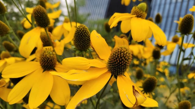 Solhat 'Sunbird' — Echinacea 'Sunbird'