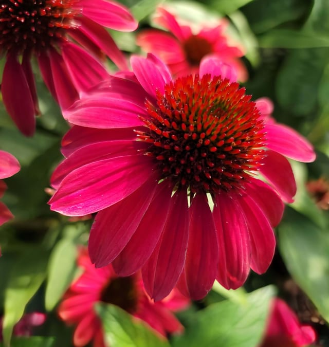 Solhat 'Sombrero Hot Pink' — Echinacea 'Sombrero Hot Pink'