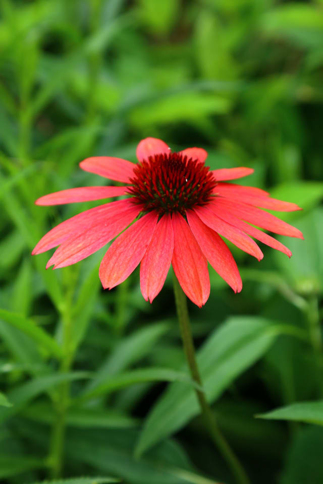 Solhat 'Solar Flare' — Echinacea 'Solar Flare'